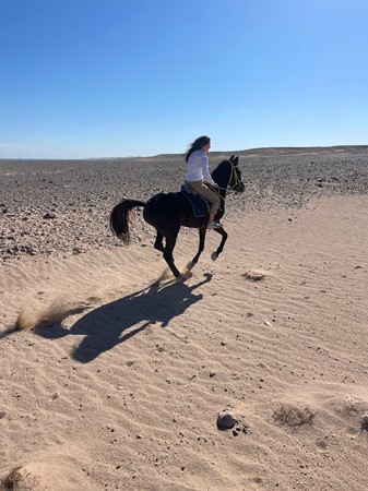 HORSEBACK RIDING IN HURGHADA (1 HOUR $ 15, 2 HOURS $22)